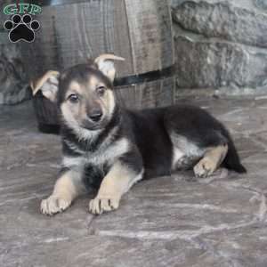 Magnus, German Shepherd Puppy